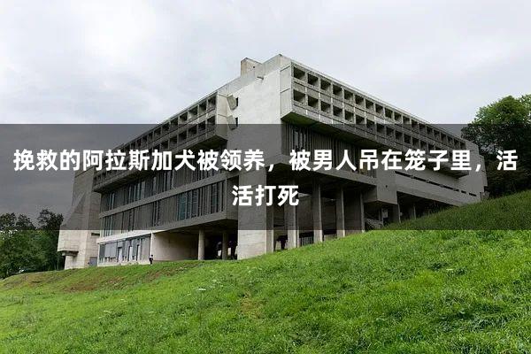 挽救的阿拉斯加犬被领养，被男人吊在笼子里，活活打死